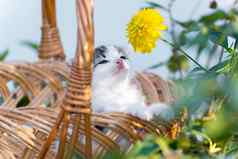 小猫坐着篮子花草坪上