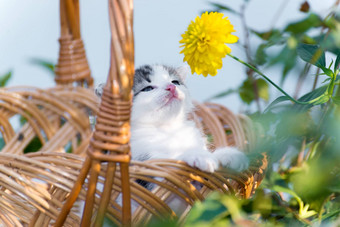 小猫坐着篮子<strong>花</strong>草坪上