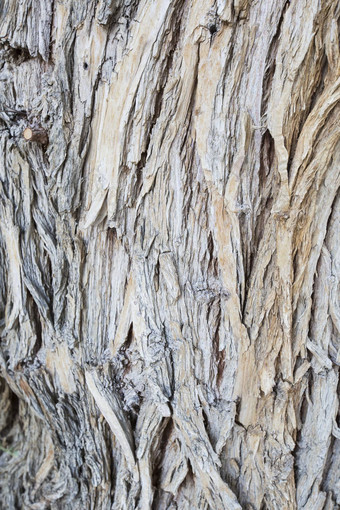 岁的木纹理树