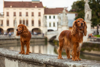 英语溺爱猎犬