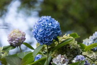 蓝色的绣球花花日益增长的花园