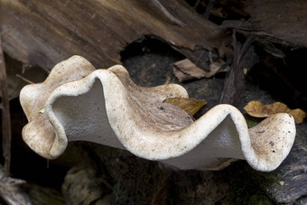 野生森林蘑菇