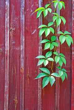 parthenocissus分支勃艮第木栅栏垂直图像