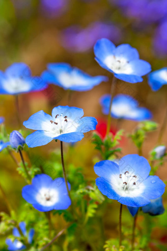 尼莫菲拉花场蓝色的花花园