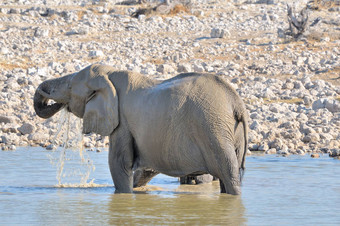 大象水埃托沙国家公园纳米比亚