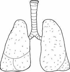 概述了肺