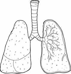 概述了交叉部分肺