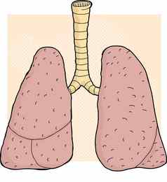 人类肺卡通