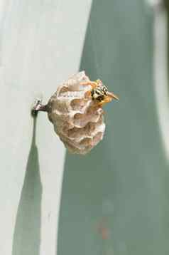 黄蜂建筑巢品种