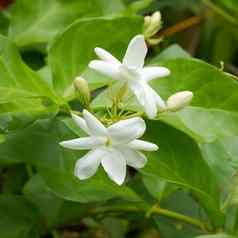 白色茉莉花花素馨属