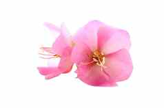 粉红色的花玫瑰沙龙芙蓉syriacus