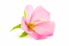 粉红色的花玫瑰沙龙芙蓉syriacus