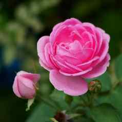粉红色的玫瑰提取至关重要的油蔷薇属大马士革