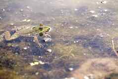 绿色青蛙戳头水