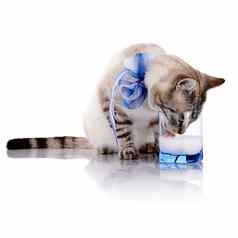 条纹猫蓝色的弓饮料牛奶玻璃