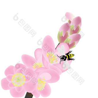 樱桃开花分支蜜蜂春天作文
