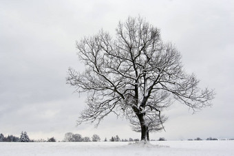 孤独的树冬天