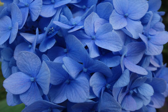 蓝色的绣球花花