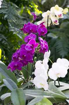 美丽的紫色的白色兰花蝴蝶 兰