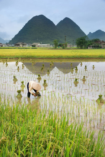 越南农民增长大米场