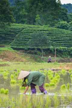 越南农民增长大米场