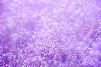 花紫色的背景