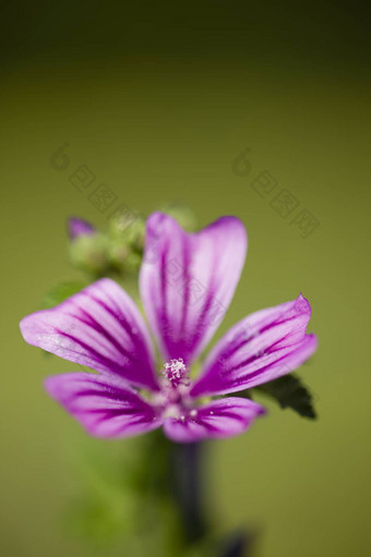 锦葵花淡紫色的结果表明