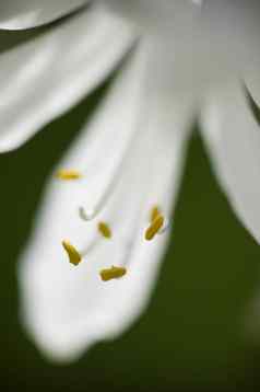 白色葱属植物观赏花