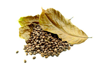 烤咖啡豆子叶子干