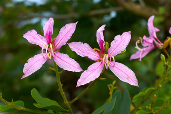 蝴蝶树兰花树紫色的<strong>紫荆花</strong>