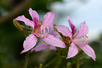 蝴蝶树兰花树紫色的<strong>紫荆花</strong>