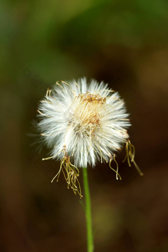 白色野生花草吹