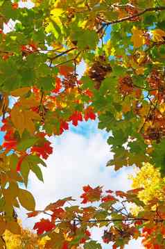 色彩斑斓的秋天叶子蓝色的天空背景