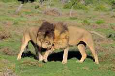 喀拉哈里沙漠狮子玩氧化大象国家公园