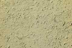 沙子海壳牌化石纹理理想的海鱼海滩