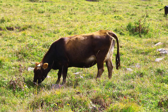 孤独的牛高加索地区山草原