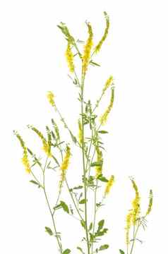 melilotusofficinalis