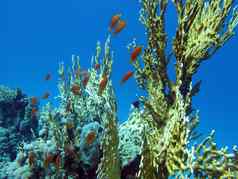 珊瑚礁伟大的黄色的火珊瑚鱼底热带海