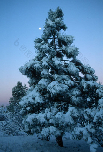 月亮雪松树塞拉内华达多米特斯加州