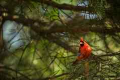 北部红衣主教Cardinalis红衣主教