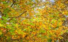 摘要树叶背景美丽的树分支秋天的森林