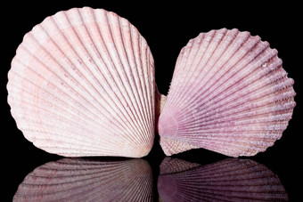 紫罗兰色的海贝壳黑色的背景关闭