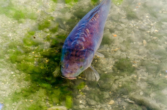 鲤鱼池塘鱼科伊