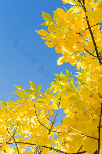 秋天背景黄色的树叶蓝色的天空
