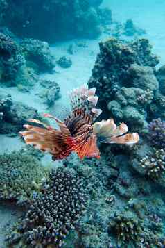 珊瑚礁狮子鱼底热带海