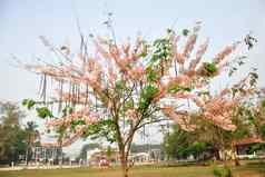 贝克里亚纳粉红色的淋浴开花桂皮爪哇尼卡祝树