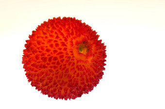 草莓树水果杨梅乌内多