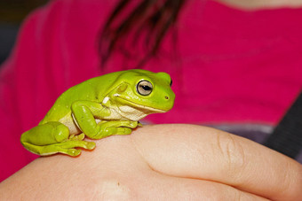 绿色树青蛙