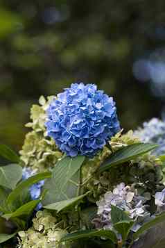 蓝色的绣球花花日益增长的花园
