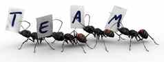 蚂蚁蚂蚁团队工作